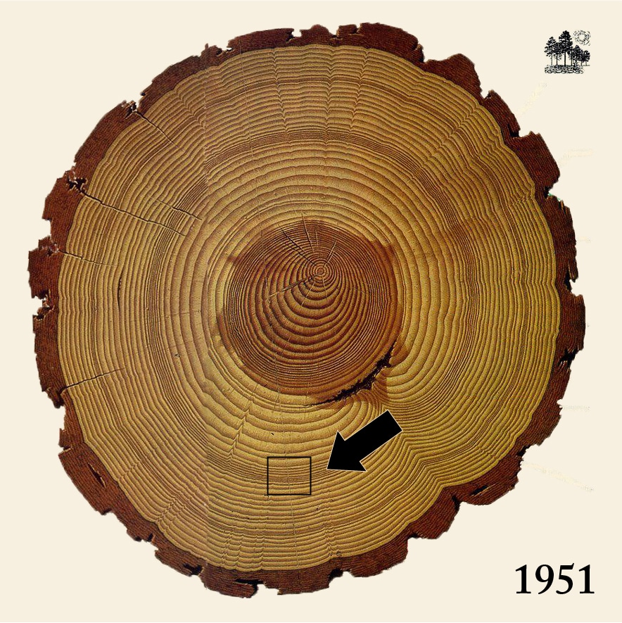 Coupe de bois, cernes de croissance et âge d'un arbre - archéologie du  futur / archéologie du quotidien