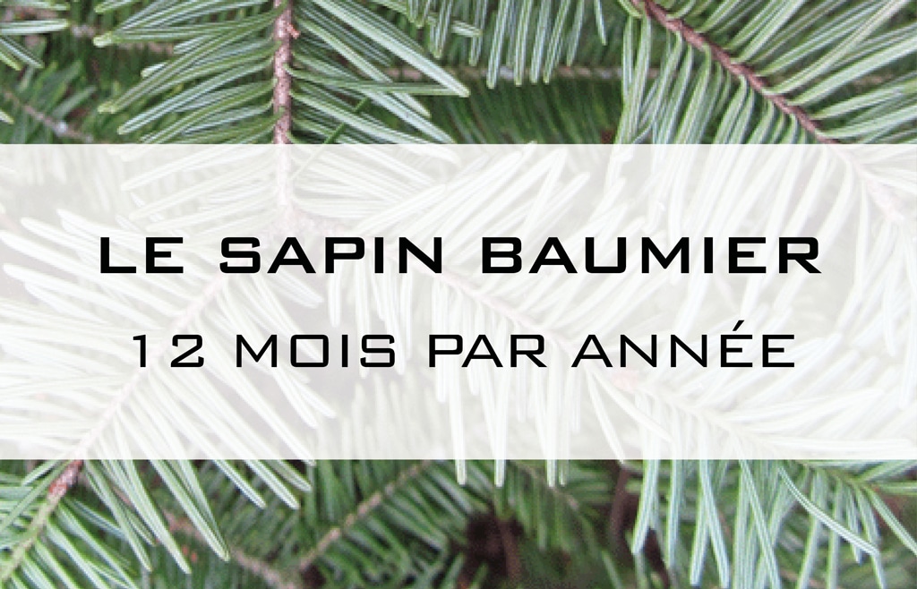 Le Sapin Baumier, 12 Mois Par Année - LBprofor