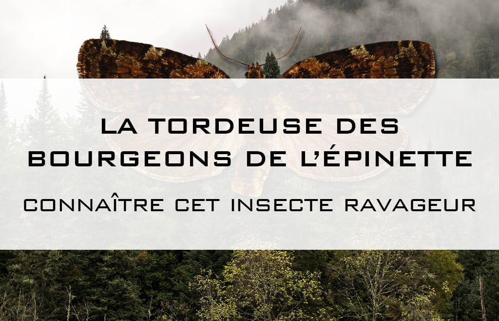 La Tordeuse Des Bourgeons De L'épinette : Cet Insecte Ravageur